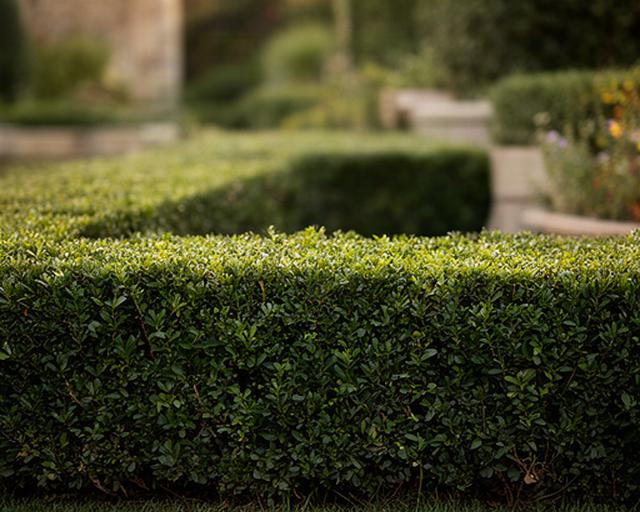 Dettaglio di siepi geometriche e prato appena rifinito in un giardino privato della Campania